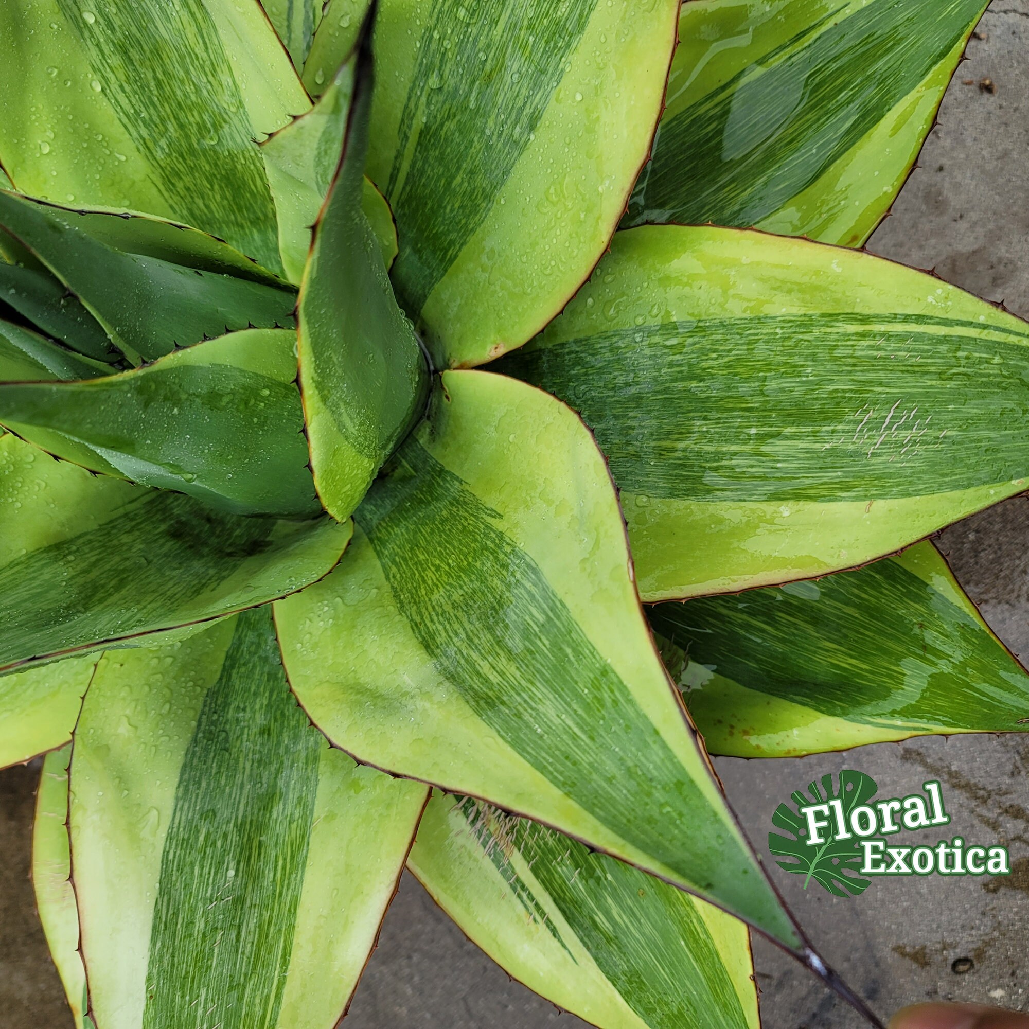 Variegated Ovatifolia 