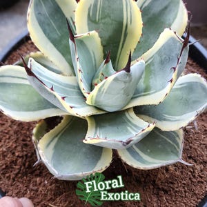 Agave Parryi Truncata Orizaba - Etsy
