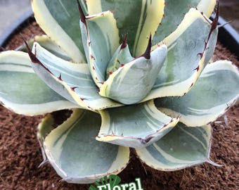 Agave Parryi Truncata 'orizaba' - アガベ パリー トランカタ