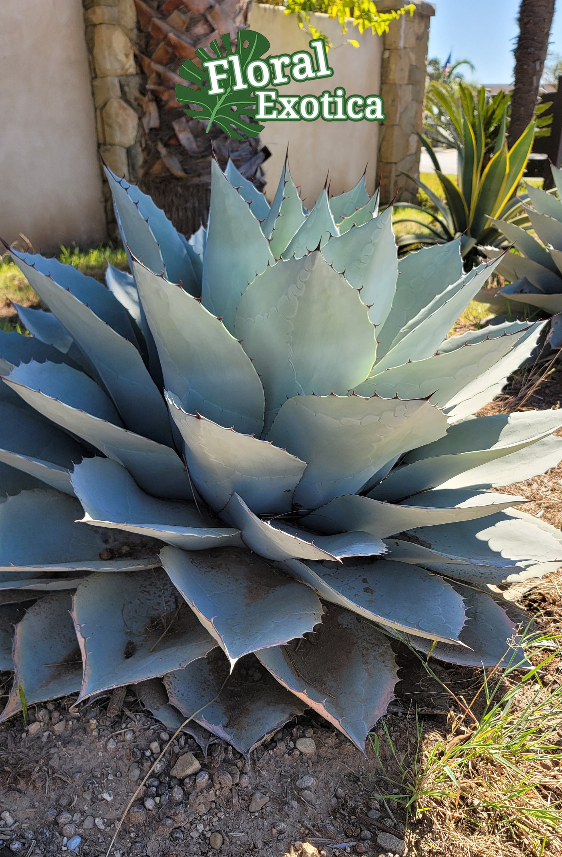 Ovatifolia blue Frost Whale's Tongue Agave Broad Leave