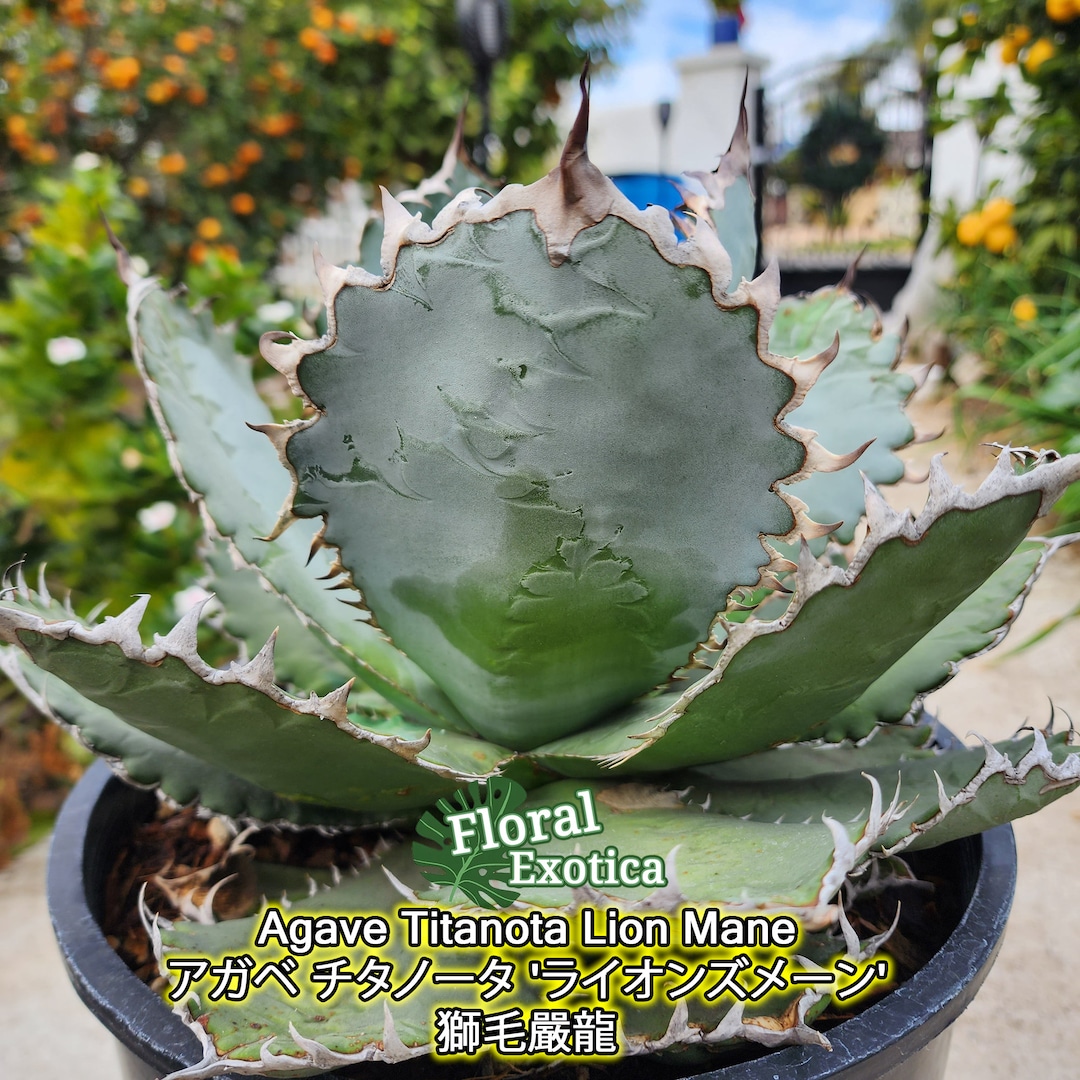 Agave super titanota アガベ スーパーチタノタ 悪魔くん観葉植物