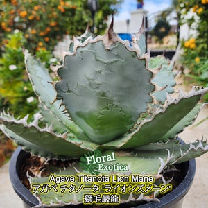 Titanota &quot;Lion Mane&quot; - アガベ チタノータ &#39;ライオンズメーン&#39; - 獅毛嚴龍 - 希少植物 - Rare Specimen - 龍舌蘭専門店 - Specialty Agave Shop - US Stock - 植物検疫証明書付きで出荷