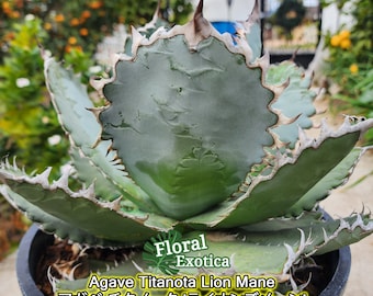 OZWRT Spirit of Agave titanota アガベ I first found this variegated offset 4 years ago from an