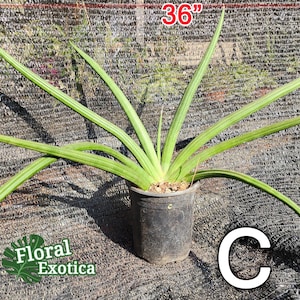 Oversized &#39;Mohawk&#39; Sansevieria - Fan Shaped Sanseveria - Large Specimen - Showcase Plant - 2 ft tall - Free Shipping