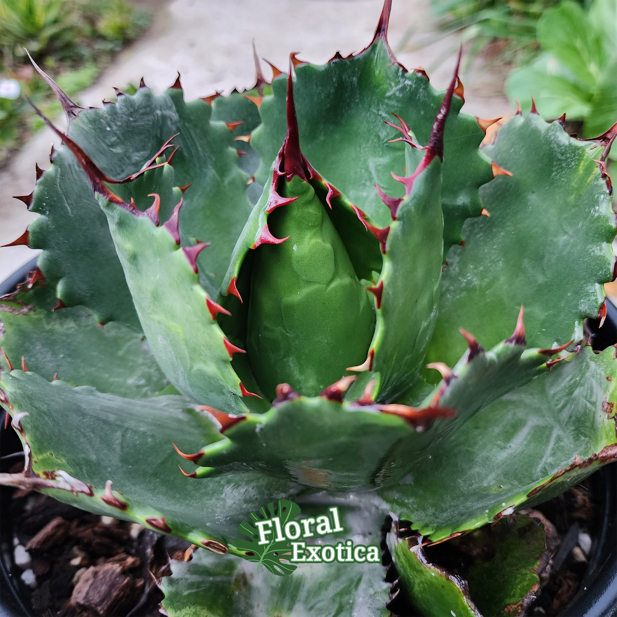 New Agave Hybrid Parrasana x Isthmesis -【新着】アガベハイブリッド