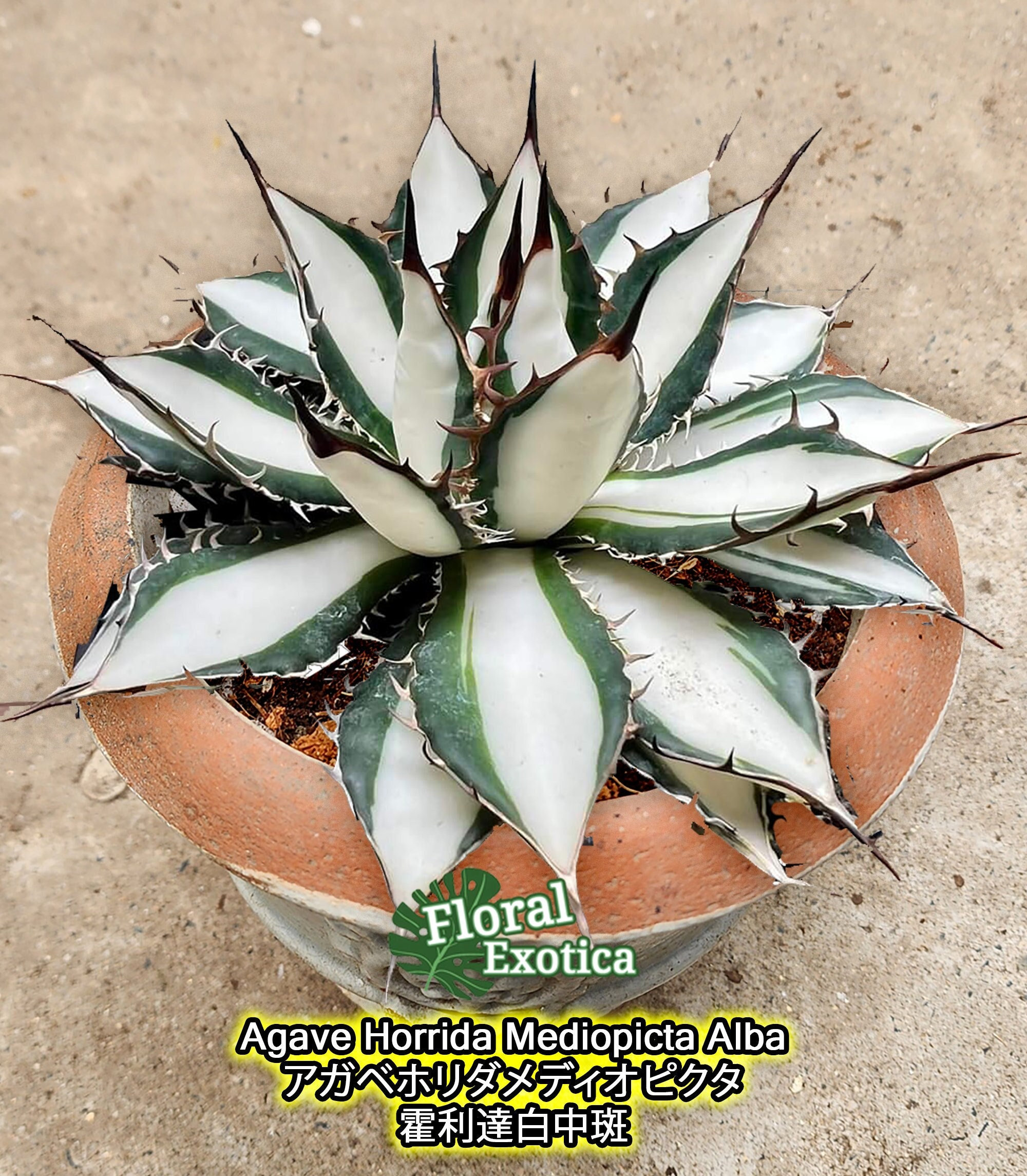 Agave Horrida Mediopicta Alba - アガベホリダメディオピクタ Agave Horrida Mediopicta Alba - アガベホリダメディオピクタ