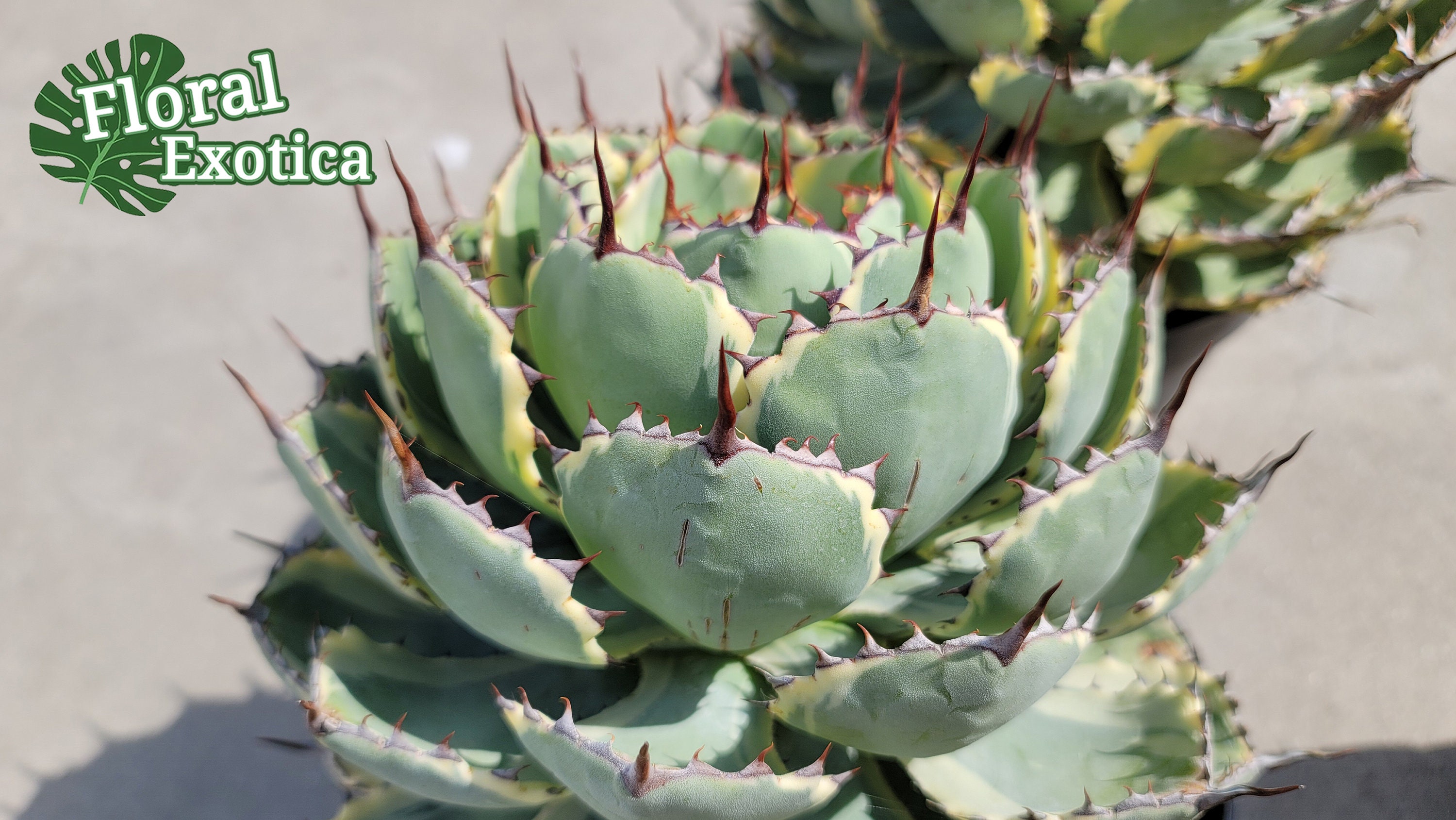 Agave Kissho Kan - 
