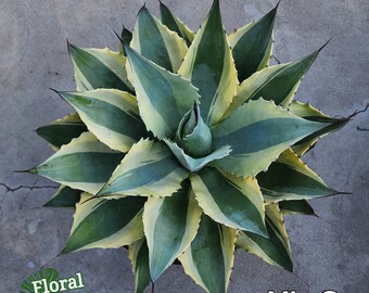 Ovatifolia 