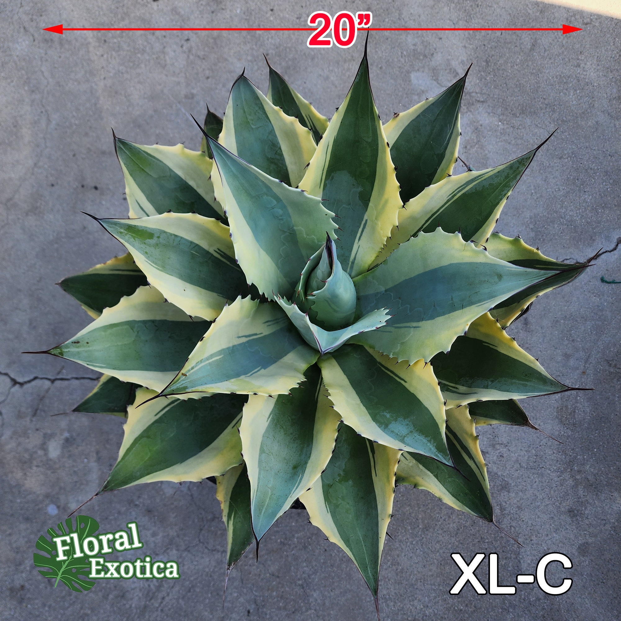 Ovatifolia Ovatifolia