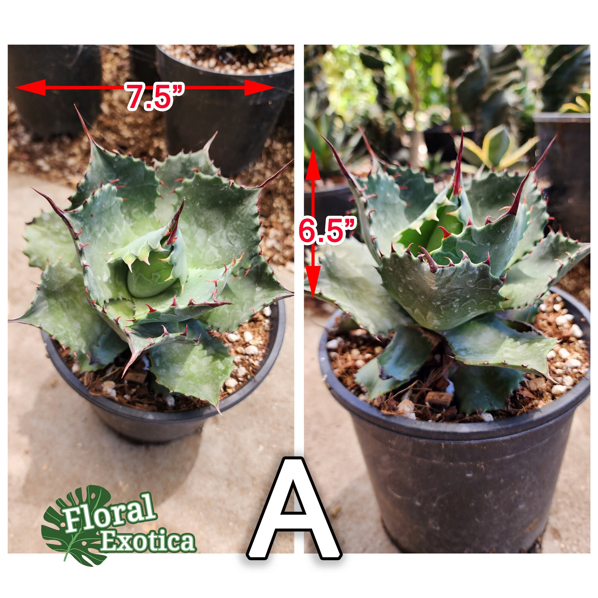 5*3様 アガベ　Agave isthmensis ✕ parrasana hy New Agave Hybrid Parrasana X Isthmesis -【新着】アガベ