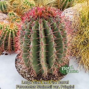 Xtra Large Mexican Red Barrel - Ferocactus Stainesii var. Pringlei Cactus - Bare Root, Free Shipping