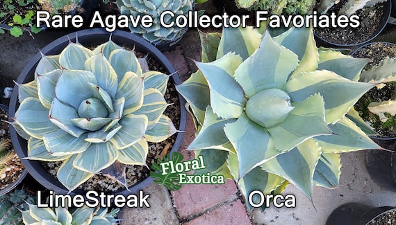 Agave Parryi Truncata 'limestreak' - アガベ ライムストリーク 希少