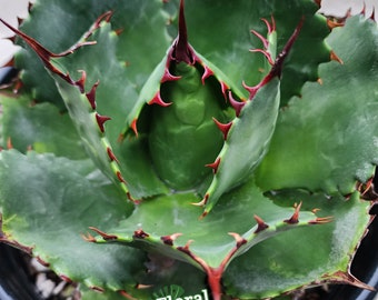 5*3様 アガベ　Agave isthmensis ✕ parrasana hy New Agave Hybrid Parrasana X Isthmesis -【新着】アガベ