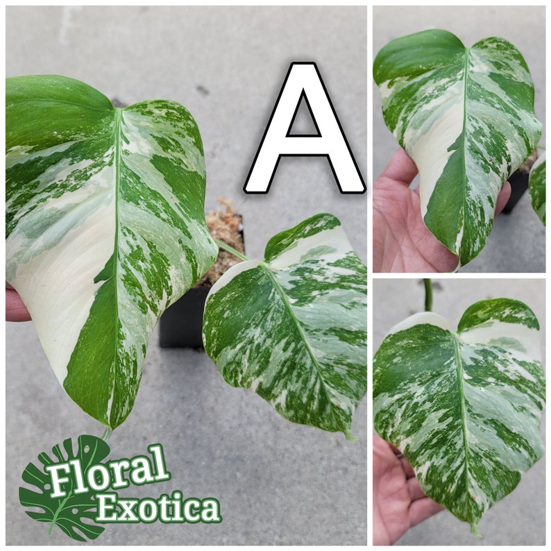 Variegated Albo Monstera Albo Borsigiana Beautifully Rooted Specimen / Top Cut / Nodes Free Rooting & Caring Instructions Plant A