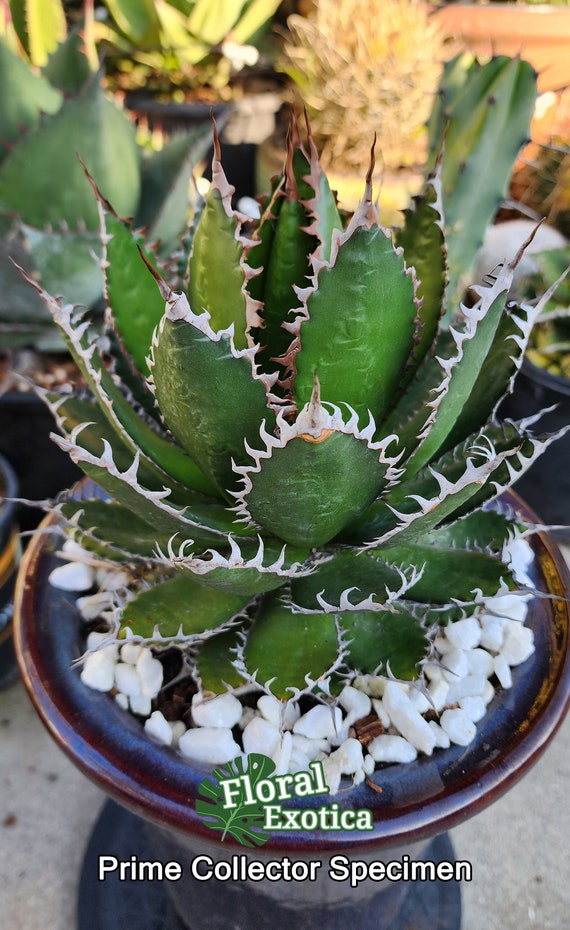 Agave Horrida - Collector Grade - Unique Specimen - アガベホリド