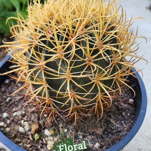 Rare Ferocactus Chrysacanthus Slow Growing Rare form with Red Core Spines Very Large Size image 5