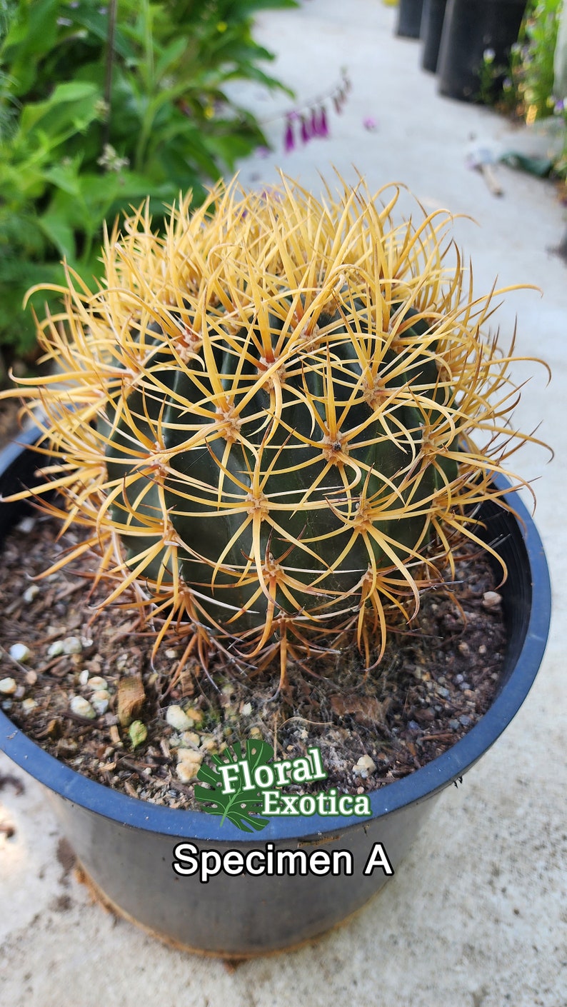 Rare Ferocactus Chrysacanthus Slow Growing Rare form with Red Core Spines Very Large Size image 5