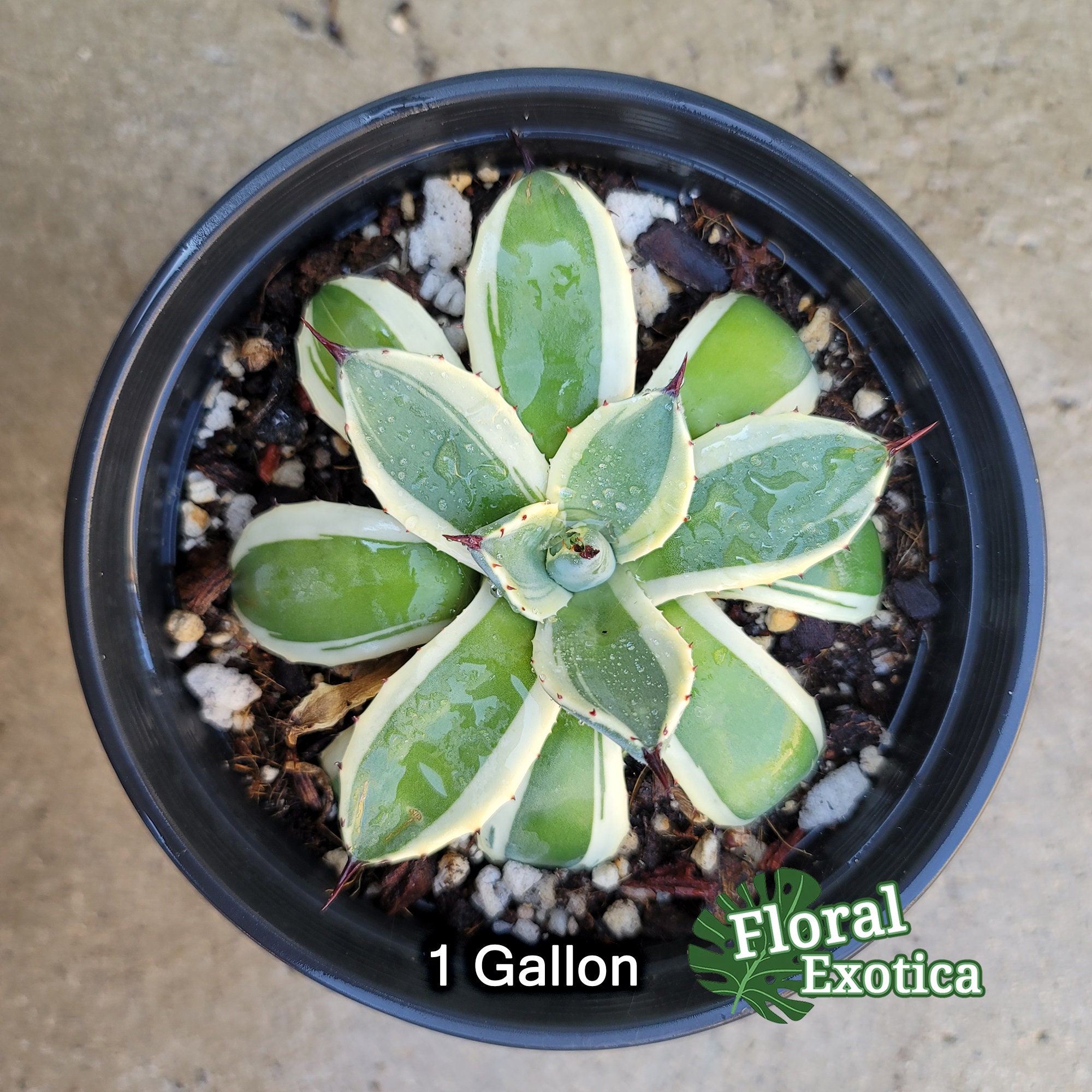 Agave Applanata 