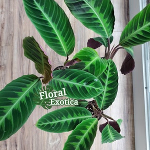 Calathea « Warscewiczii » Superbe feuillage pour les amoureux tropicaux - Livraison gratuite