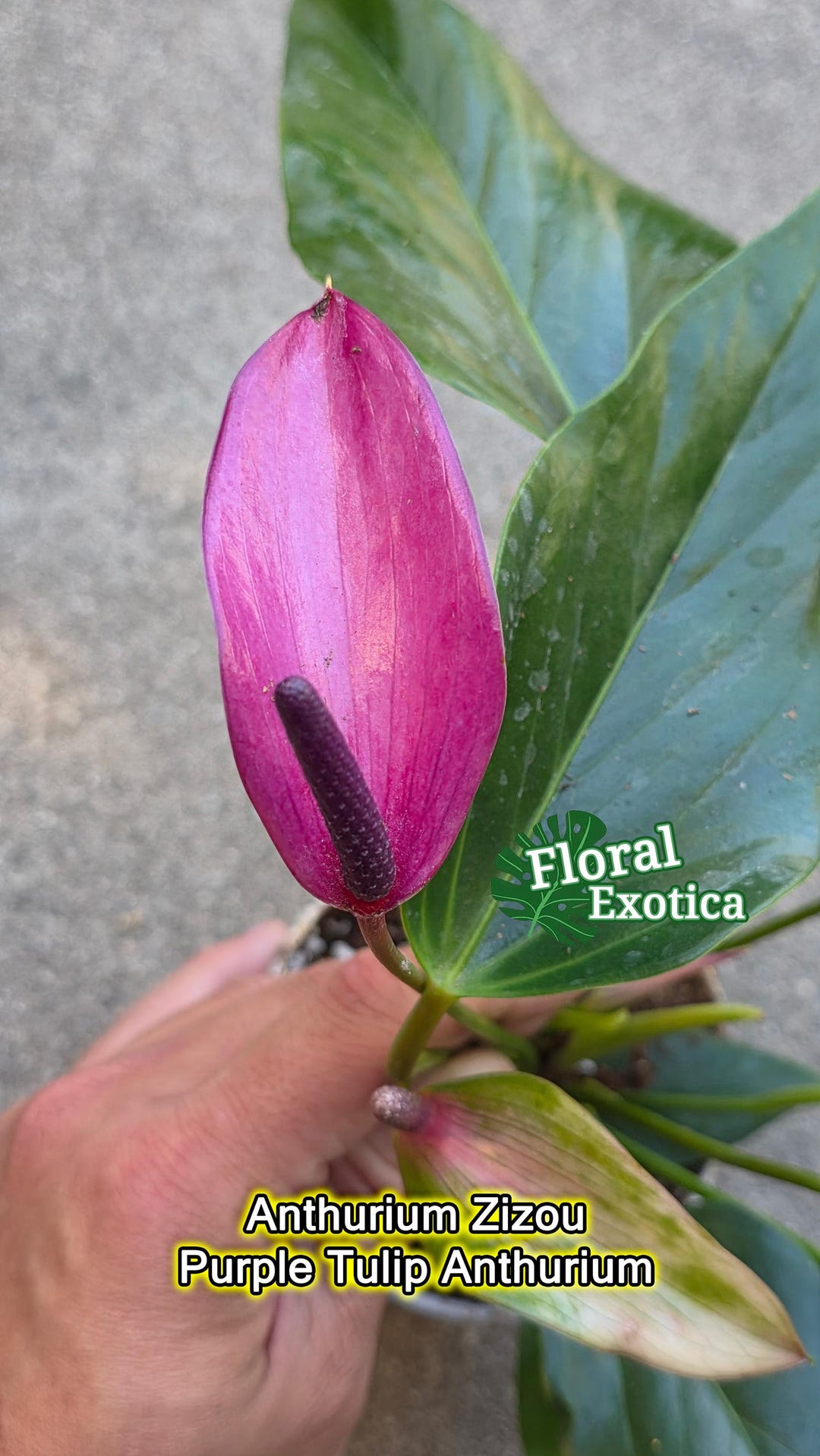 アユミニウム Purple Tulip Anthurium Zizou – Miniature Potted Plant - Etsy
