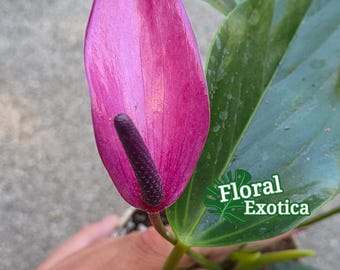 Purple Tulip Anthurium Zizou – Miniature Potted Plant