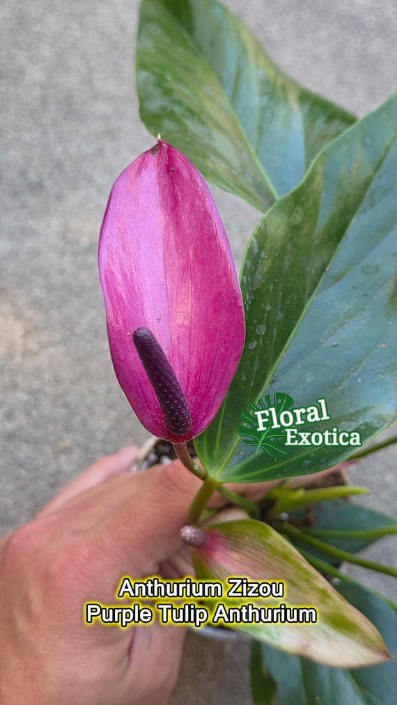 Lila Tulpe Anthurium Zizou  Miniaturtopfpflanze - Etsy sterreich