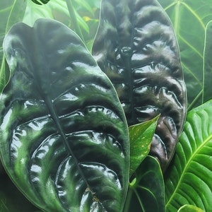Alocasia &#39;Cuprea&#39; - Mirror Plant - 2 - 3 Leaves Young Starter Plant - Fully Acclimated -  Metallic Foliage - Free US Shipping