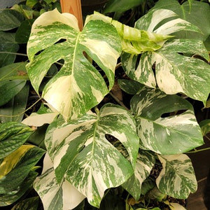 Variegated Albo Monstera Albo Borsigiana Beautifully Rooted Specimen / Top Cut / Nodes Free Rooting & Caring Instructions image 2