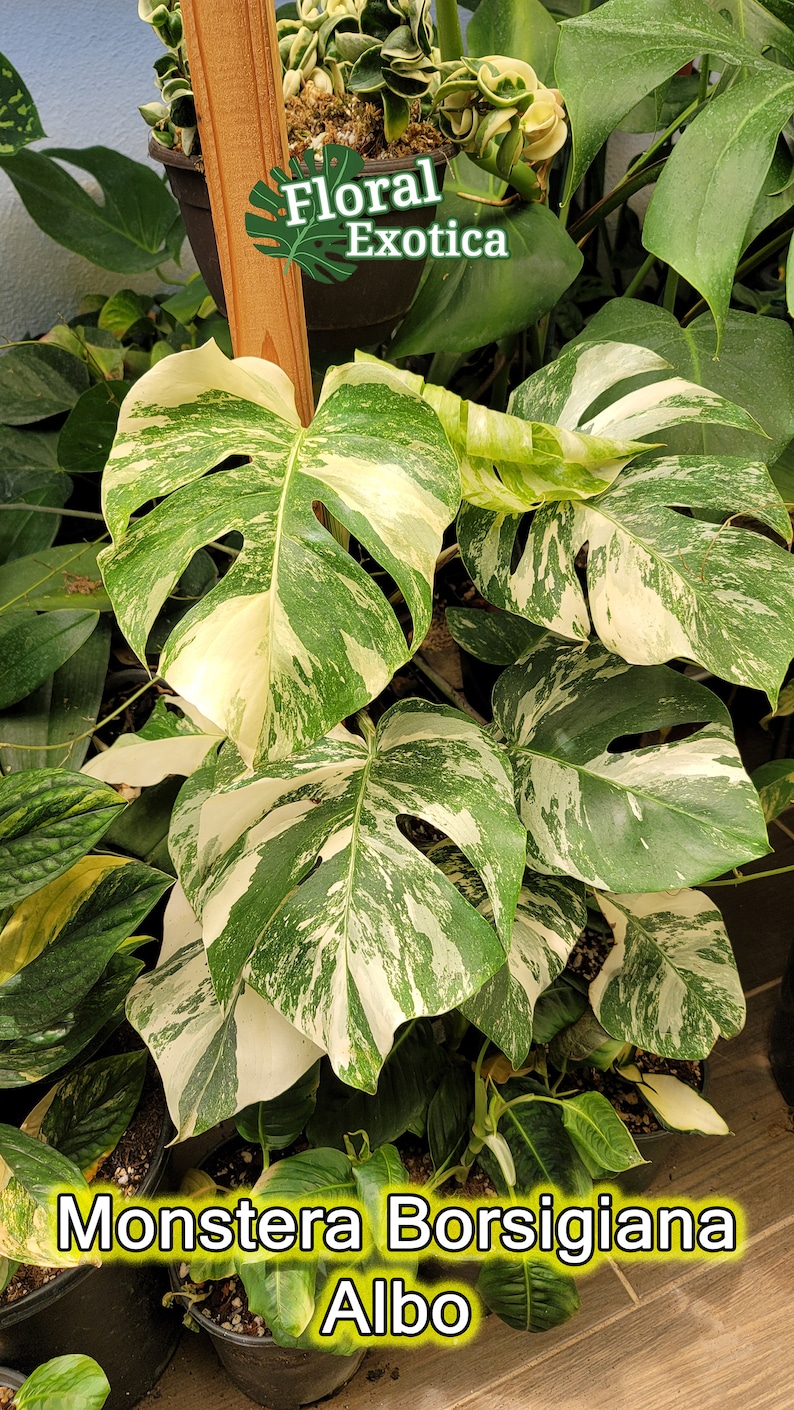 High Variegation Albo Monstera Albo Borsigiana Beautifully Rooted Specimen / Top Cut / Nodes Free Rooting & Caring Instructions image 2