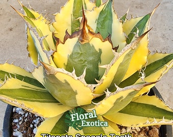 Titanota Snaggle Tooth (Not Tissue Cultured) - チタノタ スナグル