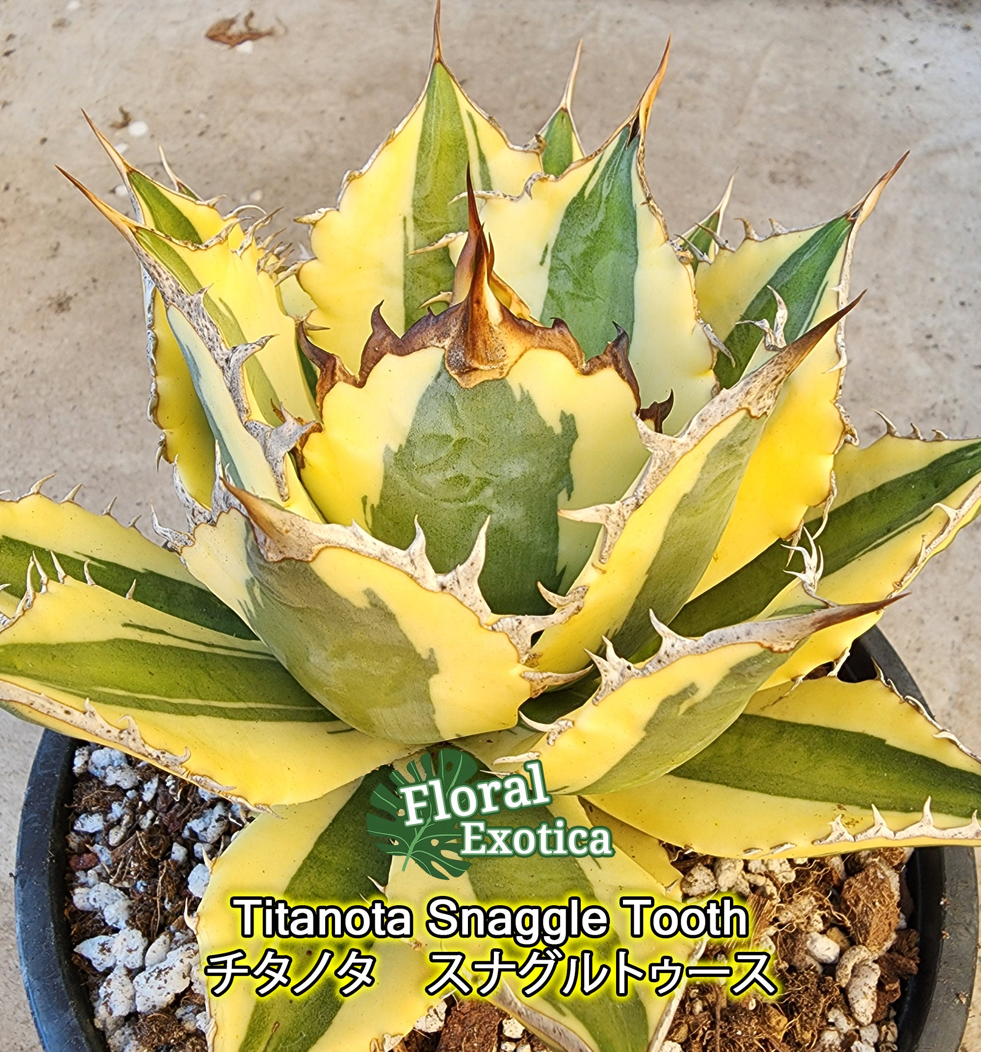 Agave titanota Snaggle Tooth スナグルトゥース-