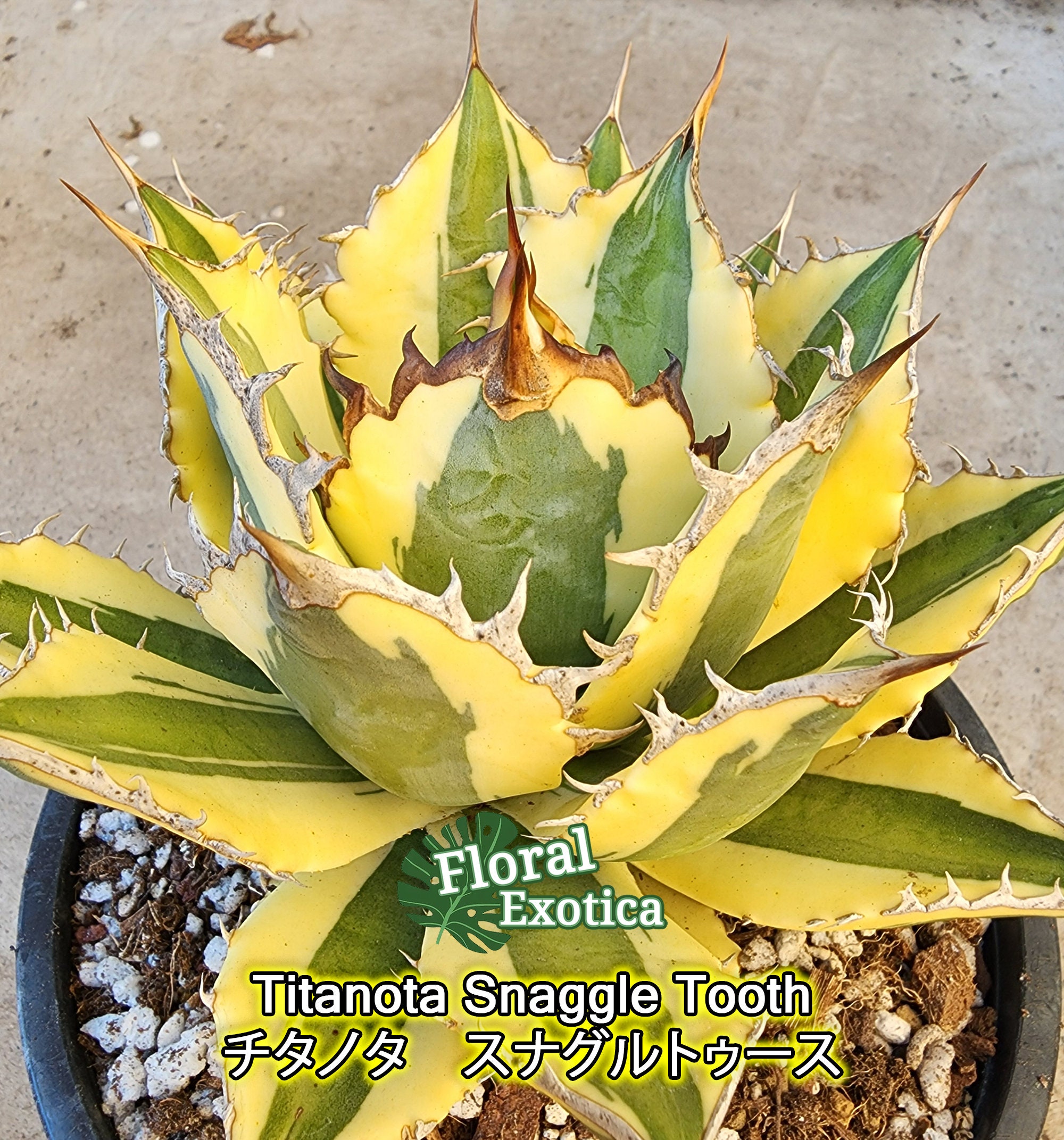 Agave titanota Snaggle Tooth スナグルトゥース | guardline.kz