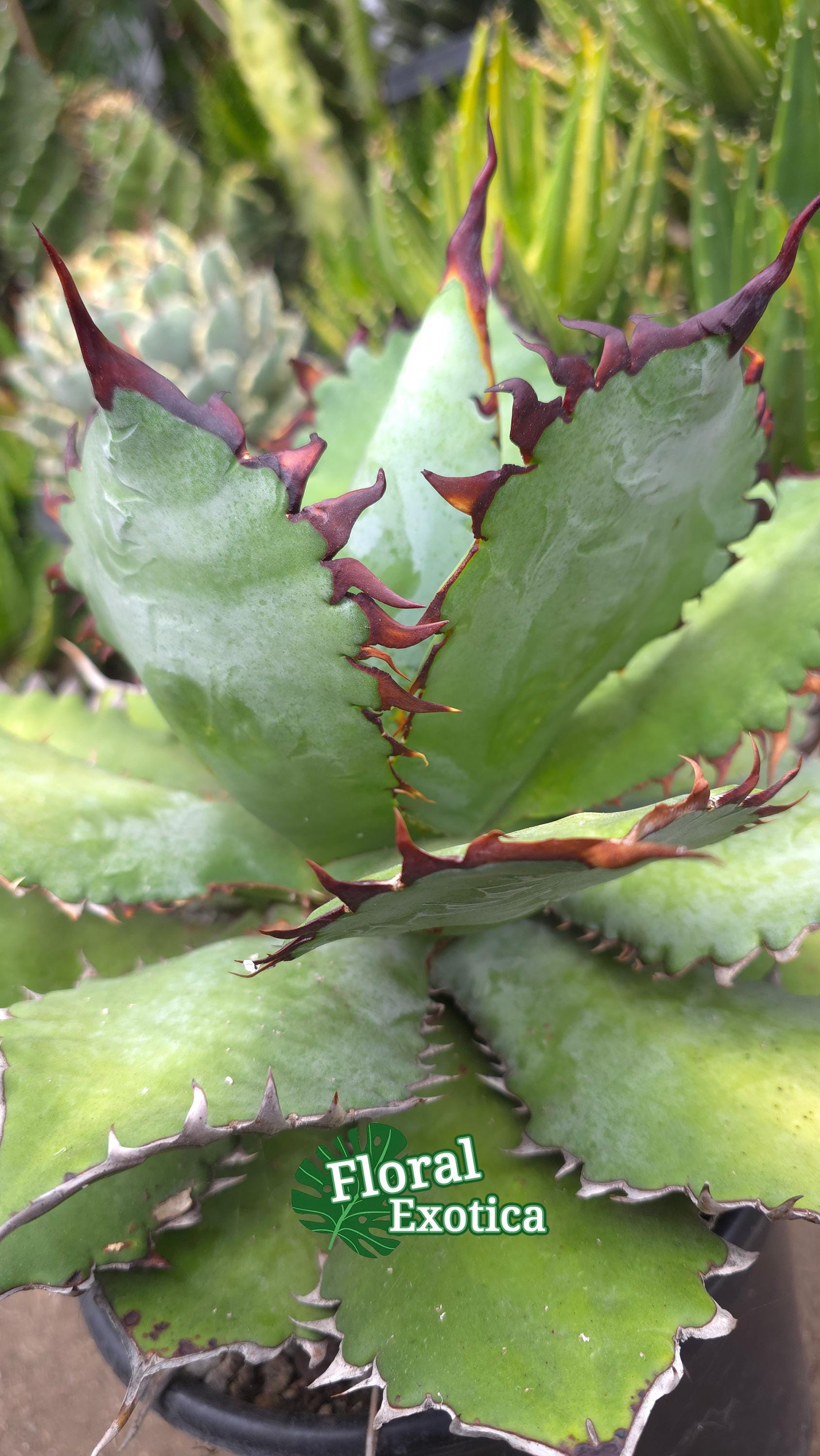 Agave Hybrid (isthmesis X Spawn) X Titanota - Etsy