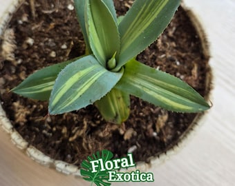 Agave Parryi Truncata 'Orizaba' - アガベ パリー トランカタ
