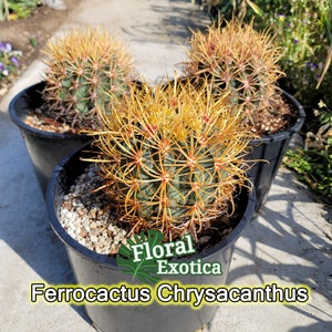 Rare Ferocactus Chrysacanthus Slow Growing Rare form with Red Core Spines Very Large Size image 2