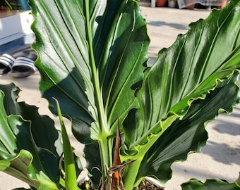 Anthurium Plowmanni Fruffles - RARE