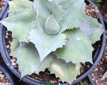 アガベ Agave ovatifolia variegated 'ORCA' 145 Learn about