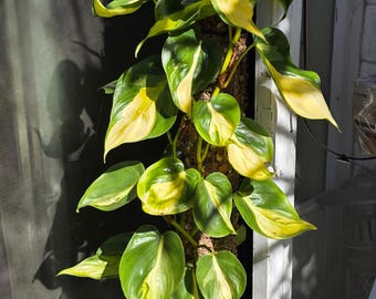 FloraExotica - Etsy 日本
