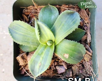 アガベ　隣人 アガベ沼に落ちた話12「我がアガベ全紹介・アガベ沼の住人となり