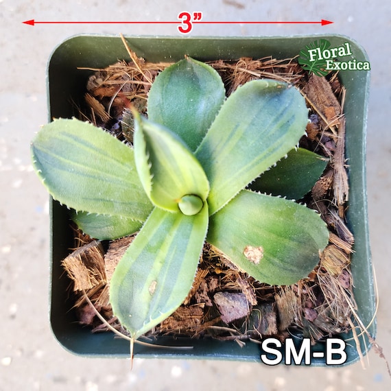 Agave Parryi Truncata 'limestreak' - アガベ ライムストリーク 希少