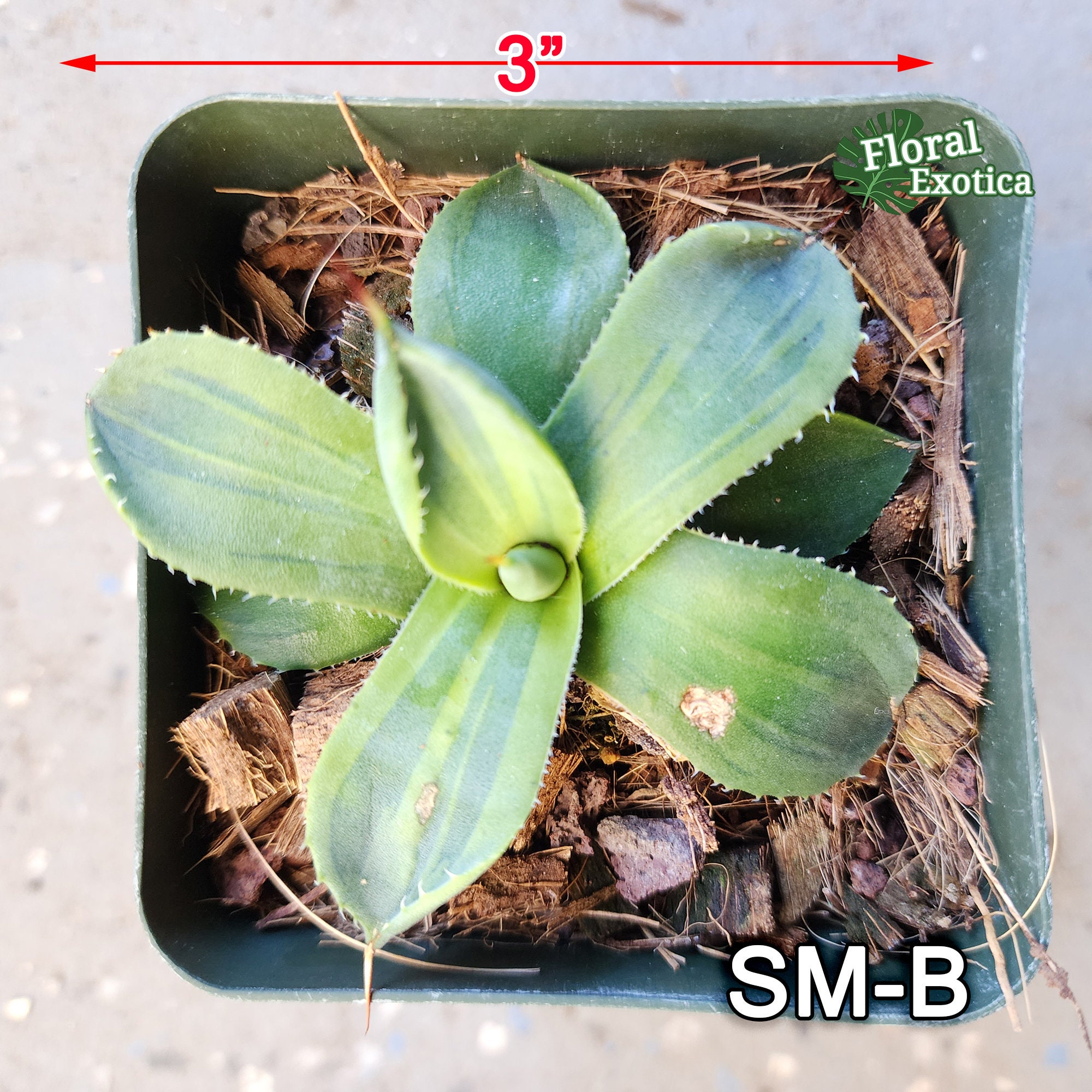 Agave Parryi Truncata 'Limestreak' - アガベ ライムストリーク Agave Parryi Truncata 'Limestreak' - アガベ ライムストリーク