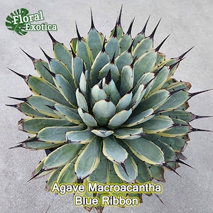 Agave Macroacantha 'blue Ribbon' - Long Black Terminal Spike