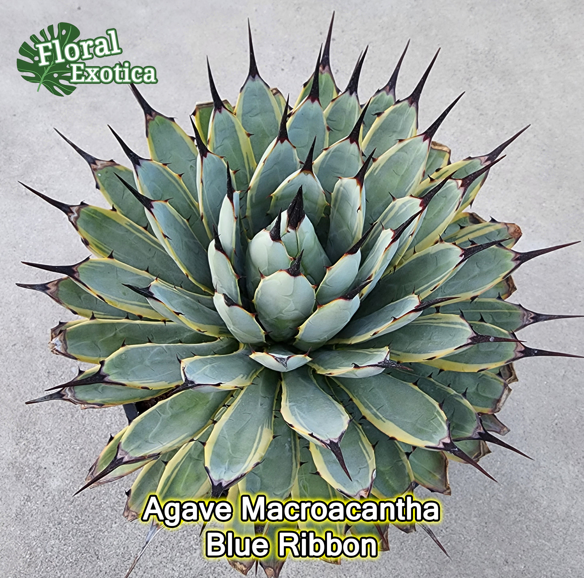 Agave Macroacantha 