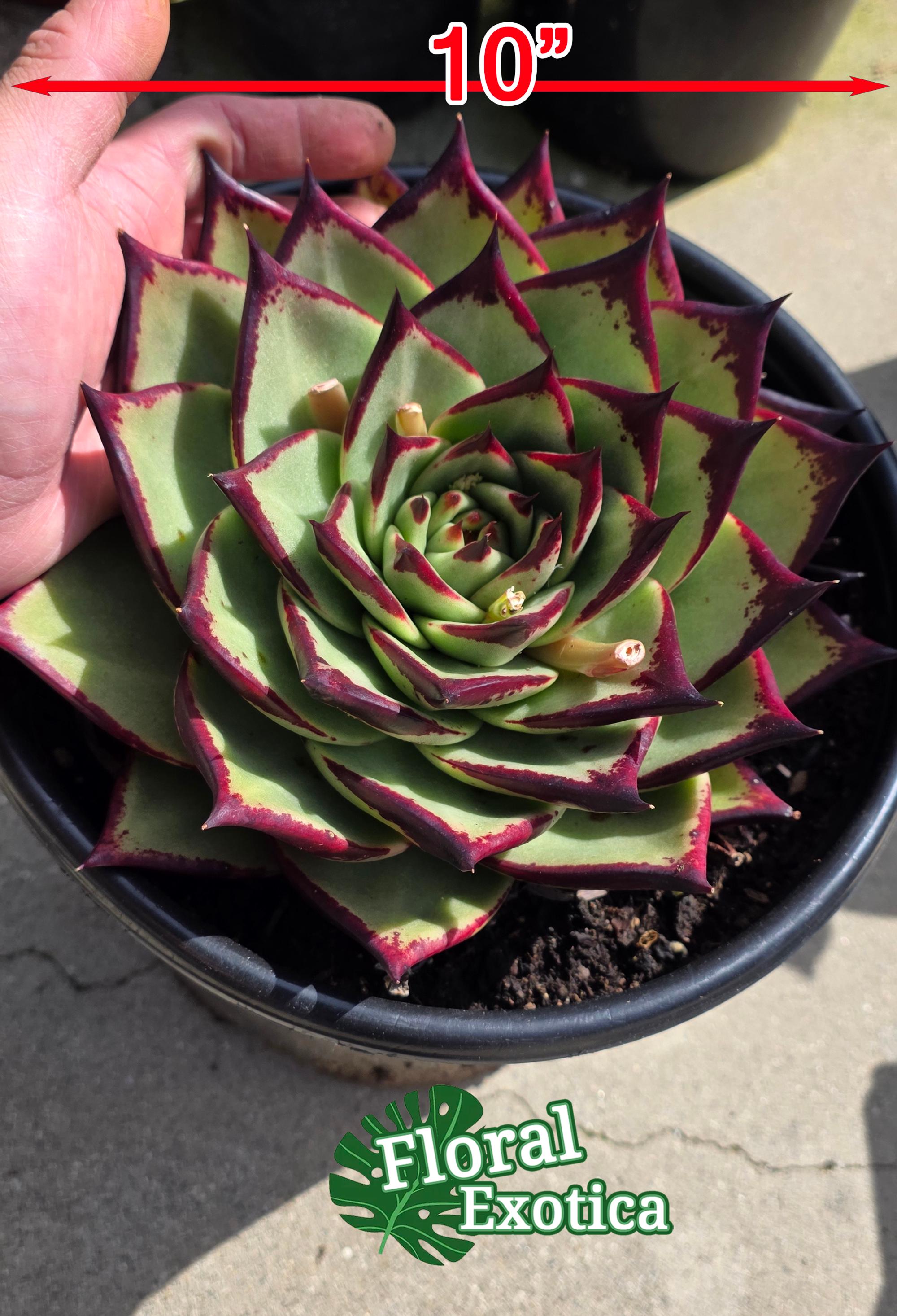 Jumbo Echeveria Agavoides Ebony - Exotic Succulent - Super Black