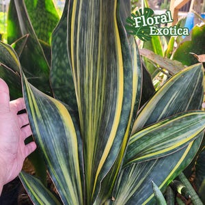 Sansevieria masoniana - Rare Beauty - Awesome Collectible