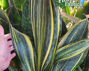 Sansevieria Masoniana: Variegated Leaves - For Collector
