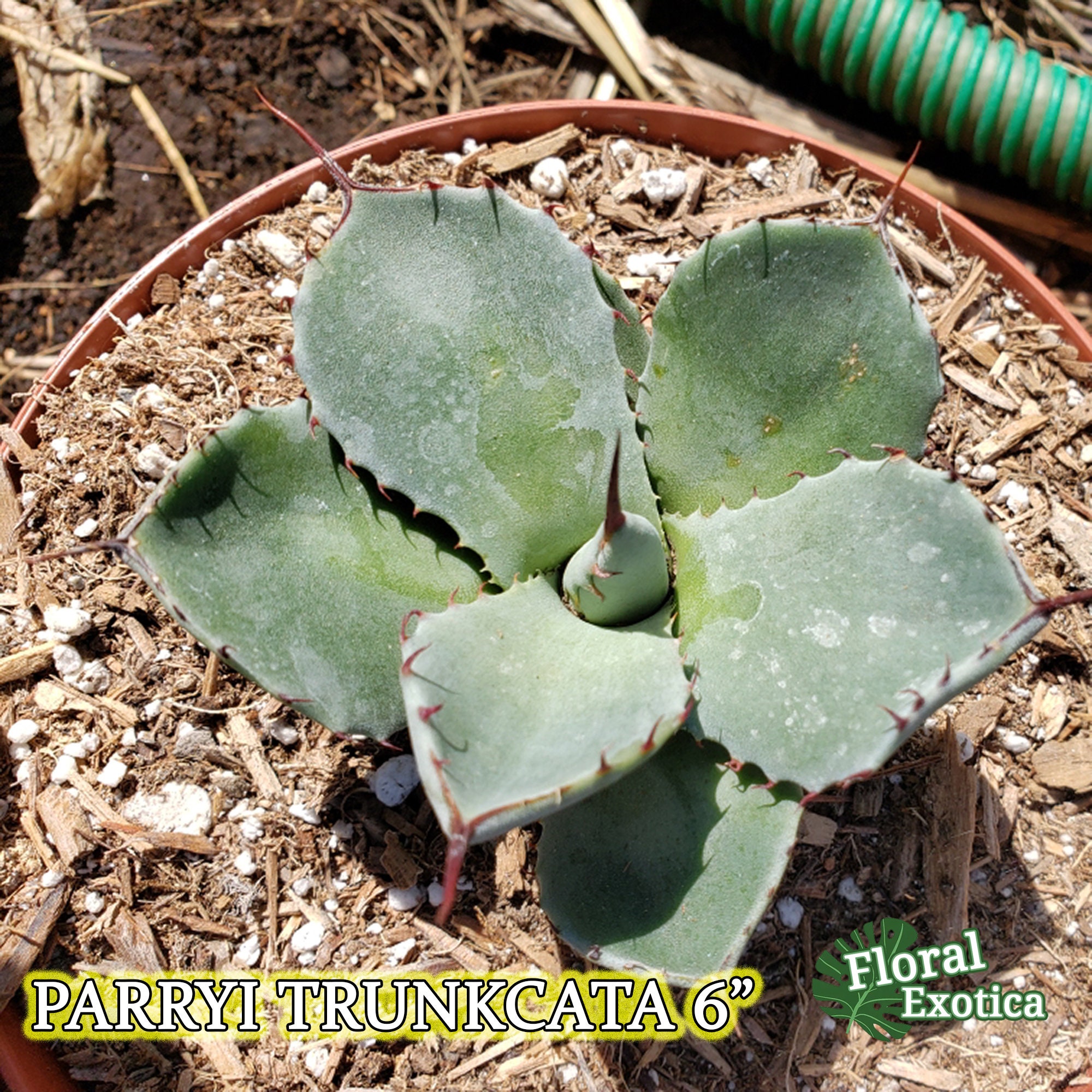 Agave Parryi Truncata - アガベ パリー トルンカータ トランカータ