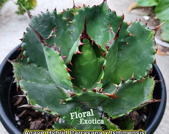 Agave Titanota 'caesar' - アガベ チタノタ “シーザー” - 凱撒嚴龍