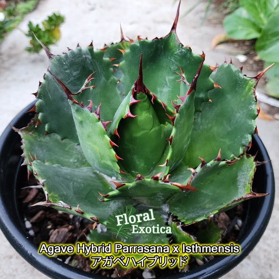 アガベ ハイブリッド パラサナ×キシロナカンサ New Agave Hybrid
