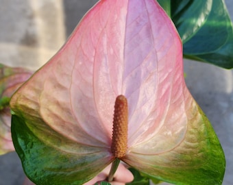 Anthurium Pandola Pink - Novelty Anthurium - Light Pink Bloom with Green Throat - Florist Quality - FREE US  Shipping